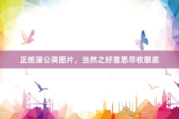 正统蒲公英图片，当然之好意思尽收眼底